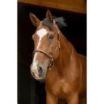 ERIC THOMAS - Pro - leather grooming headcollar - Image 3