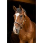 ERIC THOMAS - Pro - leather grooming headcollar - Image 2