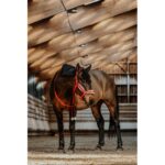 EQUITHÈME Halter and lead set- Xmas - Image 3