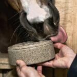 HORSYD Licked supplement with himalayan salt 1,8 kg. - Image 2