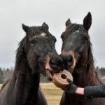 HORSYD Licked supplement with flaxseed for healthy joints 1,8 kg - Image 3