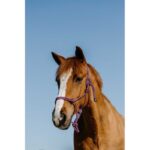 NORTON ethological halter + lunge line - Duo - Image 2