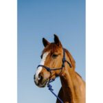 NORTON ethological halter + lunge line - Duo