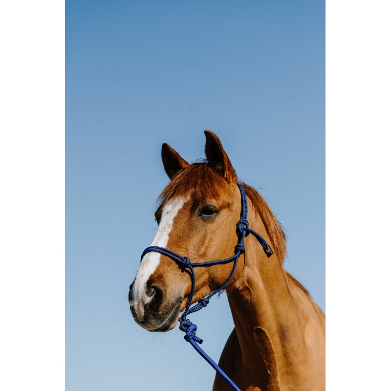 licol-ethologique-longe-norton-duo NORTON ethological halter + lunge line - Duo - Image 1