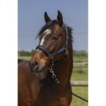 NORTON - 4lines - Headcollar - Image 5