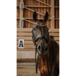 NORTON Bridle - Diams - Image 4