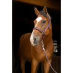 Halter and lead rope NORTON - Brilliant - Image 3