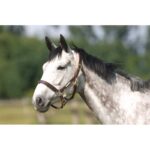 NORTON CLUB halter with double closure