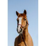 NORTON Ethological Halter + Rope - Suède - Image 6