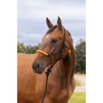 Knotenhalfter + Strick NORTON - Fun colour