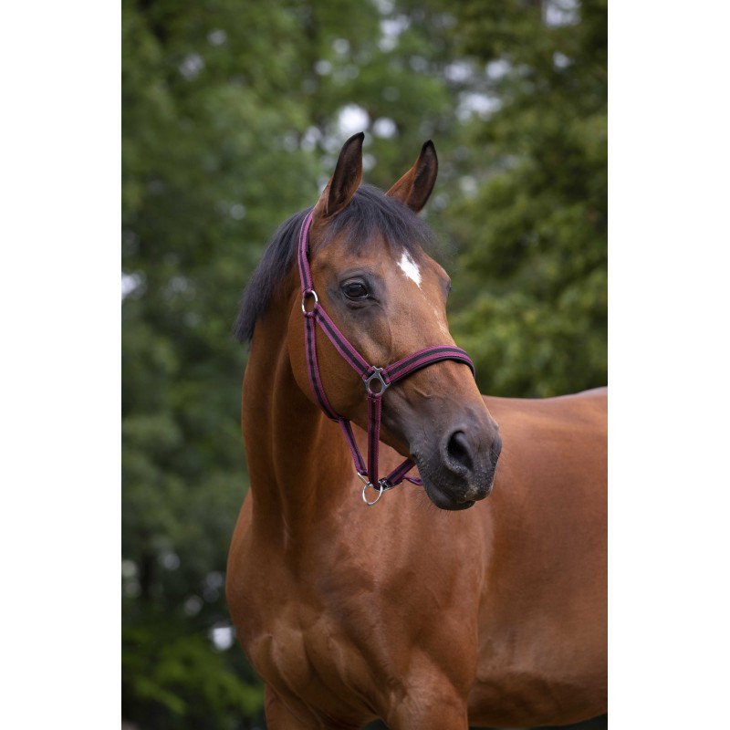 norton-neoprene-lined-nylon-headcollar Nylon halter NORTON - Lined with neoprene - Image 1