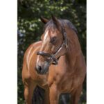 NORTON PRO - Grooming - Leather headcollar