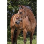 NORTON PRO - Grooming - Leather headcollar - Image 2