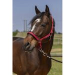 NORTON - 4lines - Headcollar - Image 7