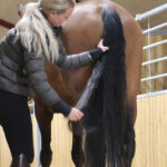 NATHALIE HORSE CARE Easy Mane & Tail Gel 500 ml. - Image 2