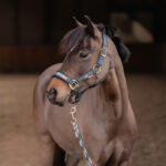 RED HORSE Halter set KYO - Image 2