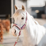 RED HORSE Halter set KYO - Image 4