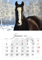 TORI HOBUSE SELTSI KALENDER 2026 - Image 2