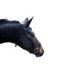 HKM Bridle -Arezzo- - Image 10