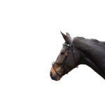 HKM Bridle -Carlos- - Image 10