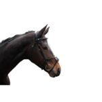 HKM Bridle -Carlos- - Image 8