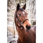 HKM Head collar -NeonFlash- - Image 2