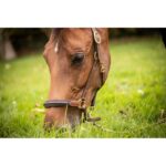 Leather Halter with 3 Snap Hooks – PADDOCK - Image 4