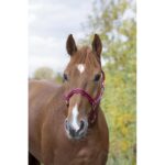 NORTON Leather Lined Nylon Headcollar - Stripe