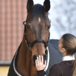 NATHALIE HORSE CARE All purpose cream 250 ml. - Image 2