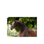 BR Hackamore Bridle Lydney (FULL) - Image 2