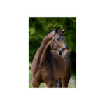 BR Hackamore Bridle Lydney (FULL) - Image 3