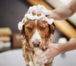 NATHALIE Deluxe shampoo for dogs - Image 2