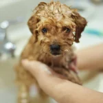 NATHALIE Deluxe puppy shampoo 250 ml - Image 2