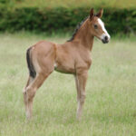 NATHALIE HORSE CARE Foal shampoo 500 ml. - Image 2